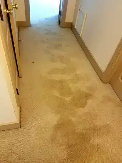 Professional-Carpet-Cleaning4.jpg